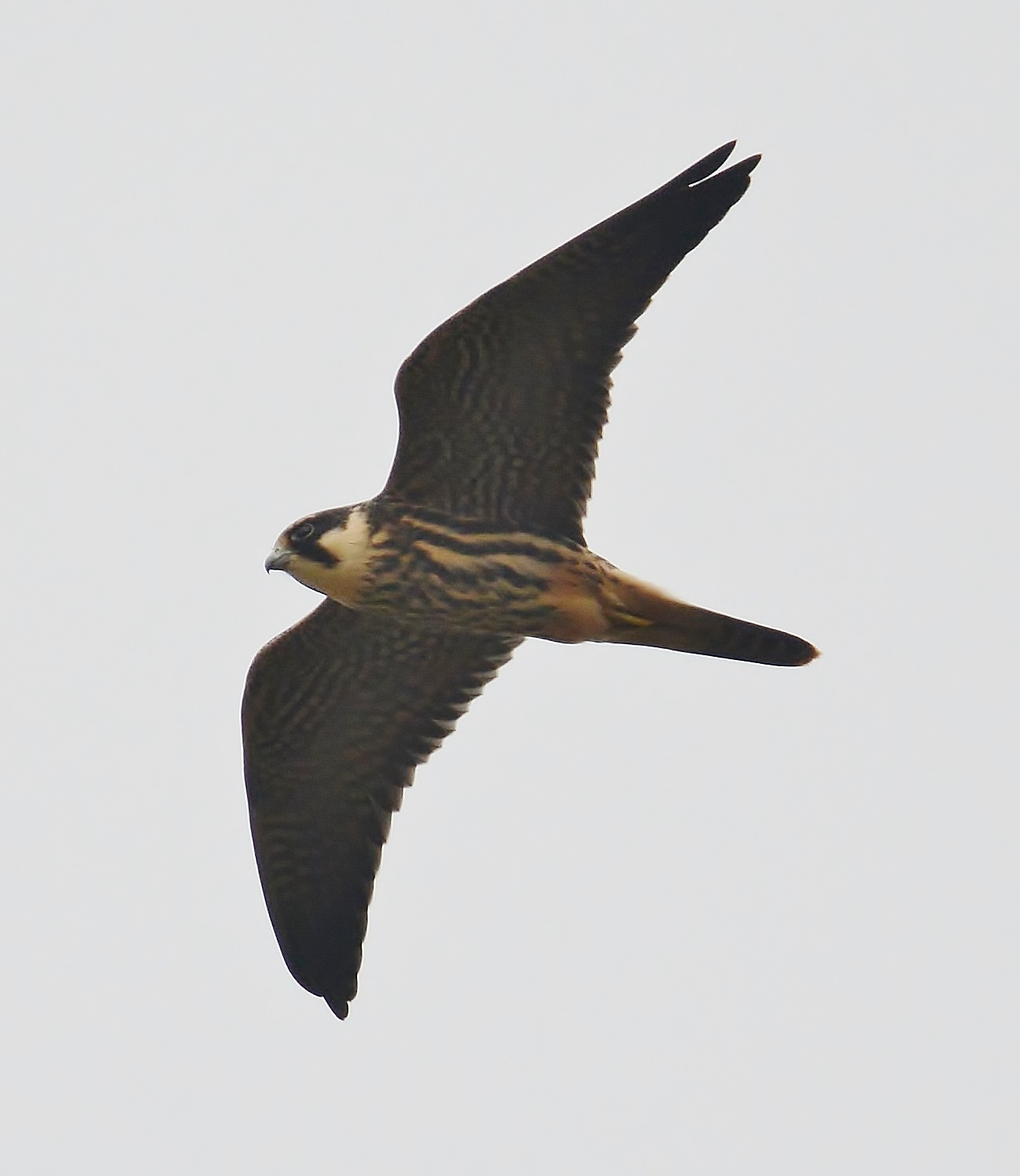 mick's Norfolk roost Birds of Prey this week in the Dunes