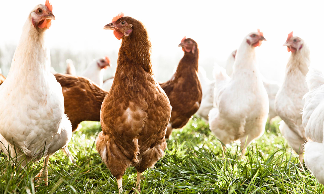 Discover How to Raise Free Range Chickens Organic Lifestyle