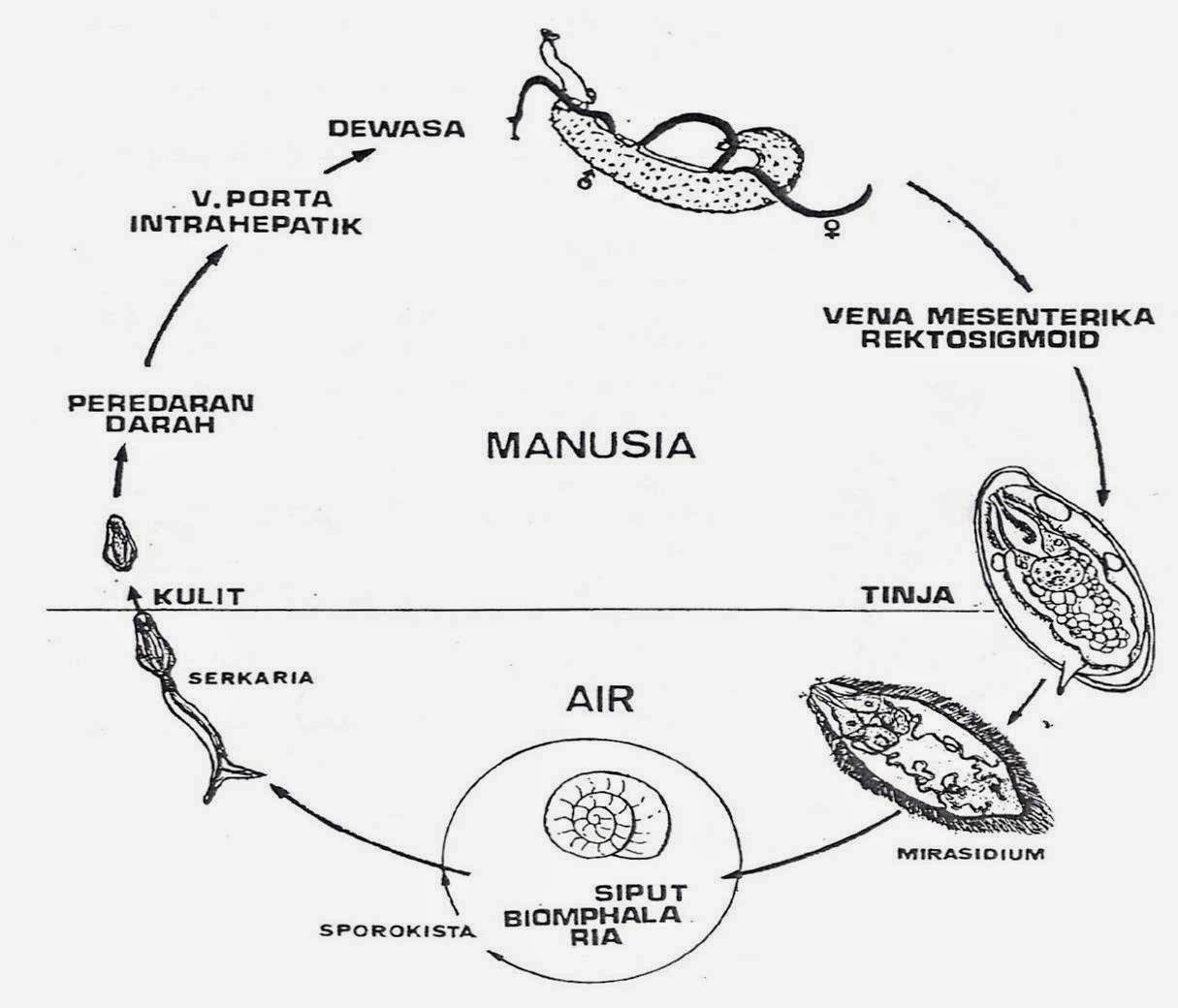 Schistosoma haematobium жизненный цикл. Шистосома цикл развития. Schistosoma mansoni жизненный цикл. Шистосома жизненный цикл схема.