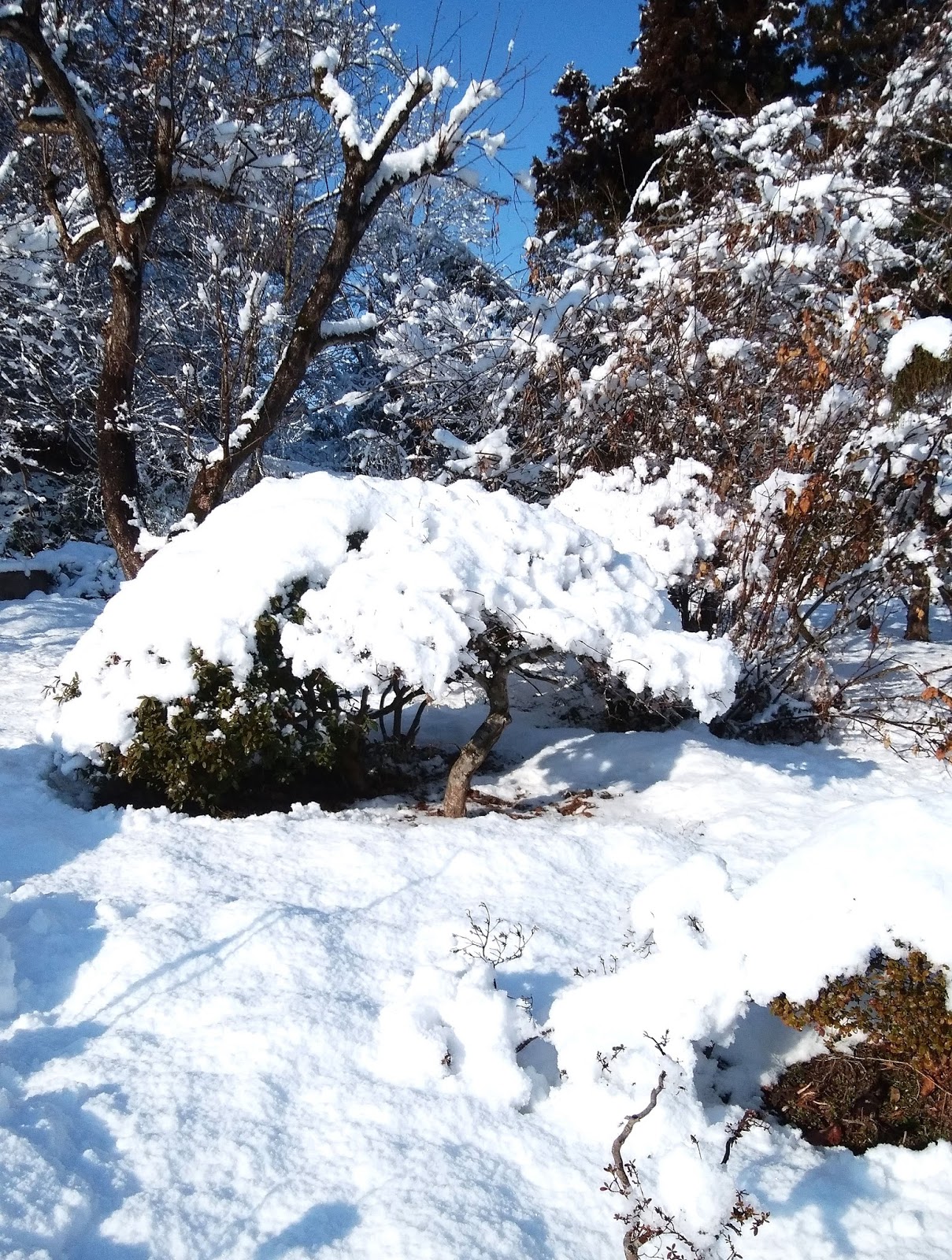 Art Satoru 佐藤 達 の 独り言 春の雪風景が届きました