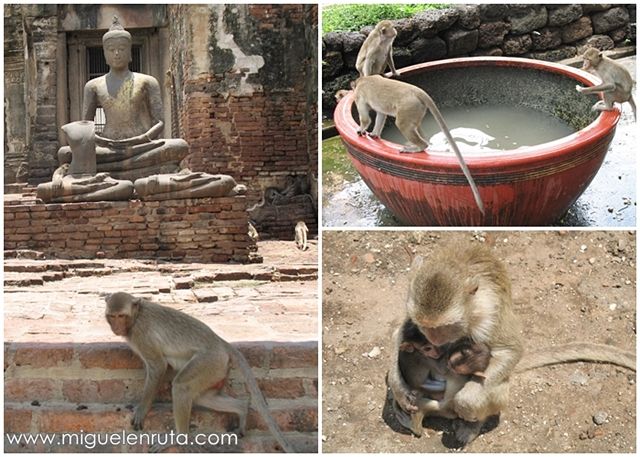 Macacos-Lopburi-monos