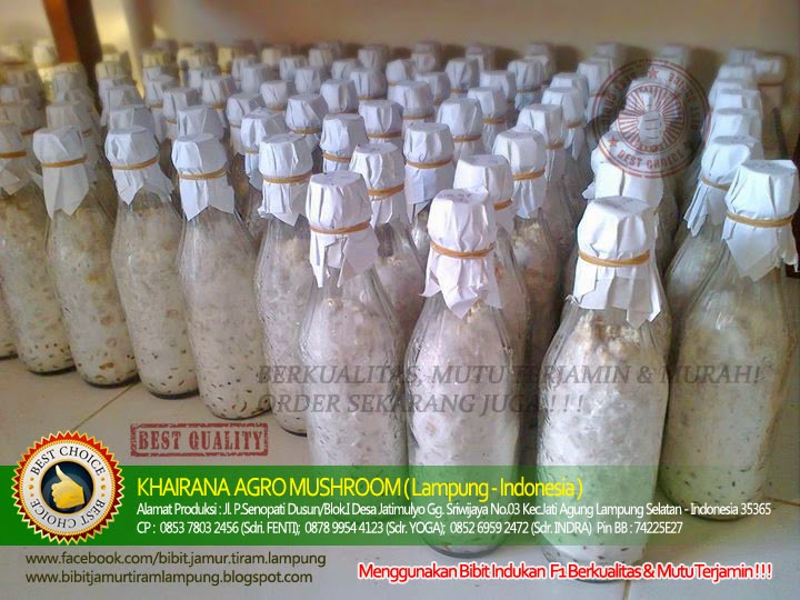 sedia bibit f2 jamur tiram di lung murah berkualitas sedia bibit f2 jamur tiram di lung murah berkualitas