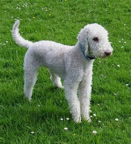 PERROS DE RAZA BEDLINGTON TERRIER