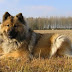 Ο σκύλος Eurasier!...