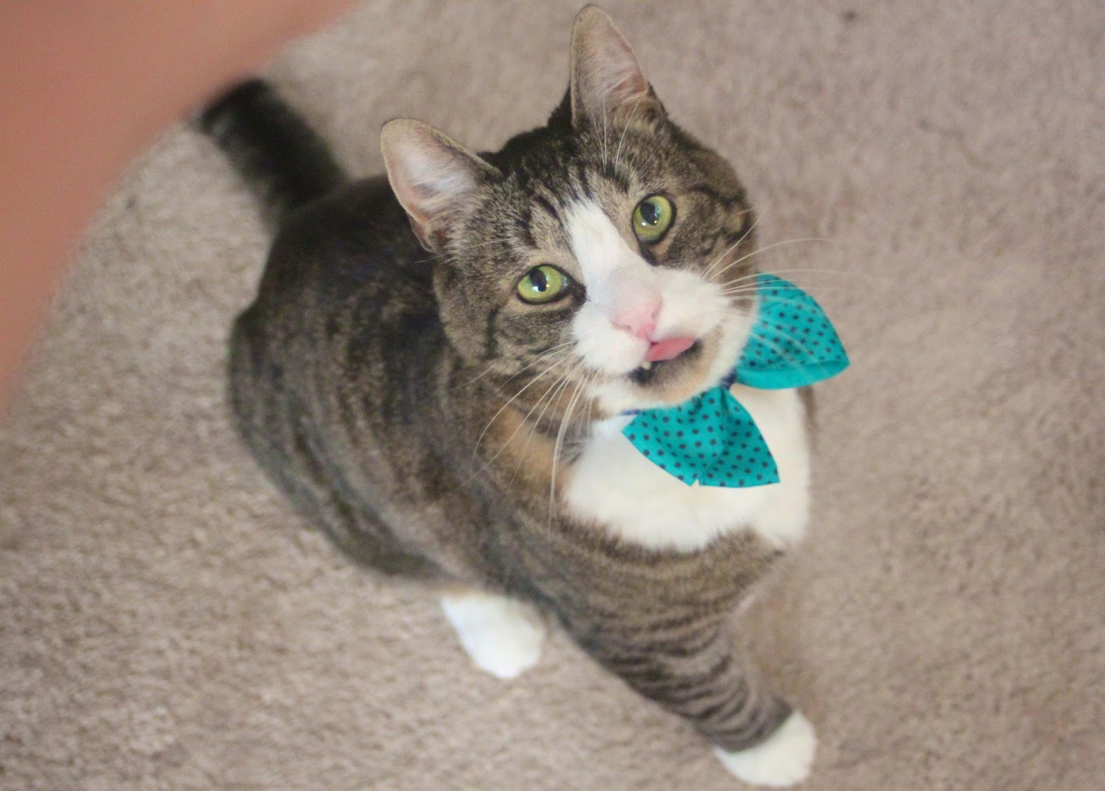 diy bow tie for cat