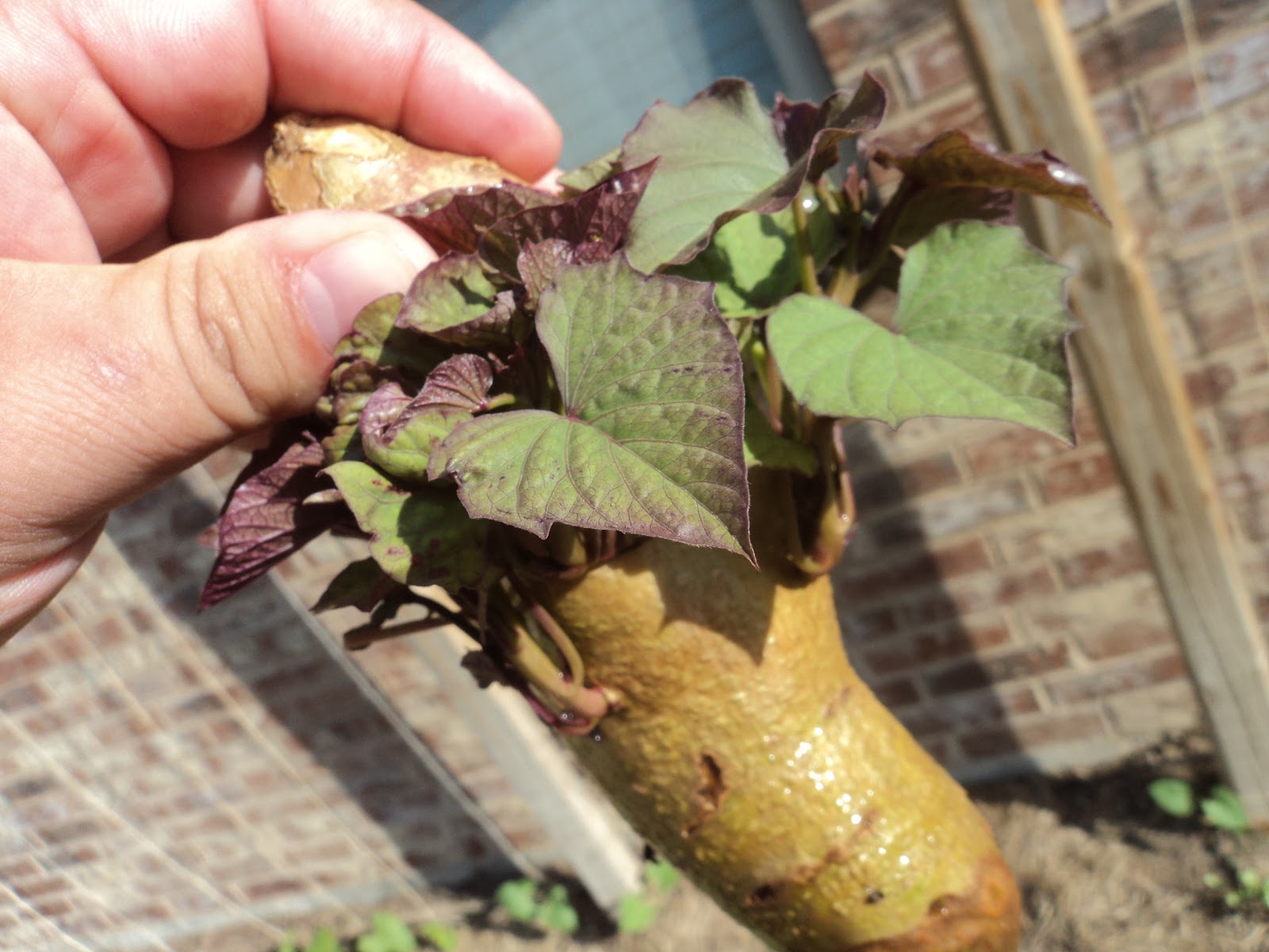 Our Provident Life Grow your own Sweet Potato Slips
