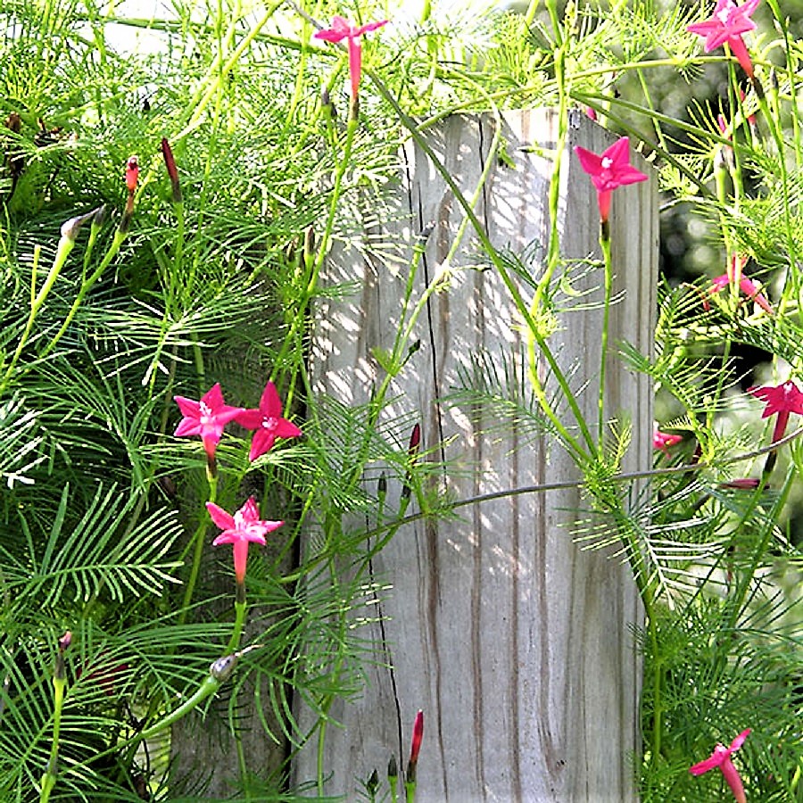 Ипомея скарлет. Рассада ипомеи квамолит. Ипомея квамоклит. Ипомея пурпурная. Ипомея вьюнок.