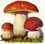 I want to be a good mycologist