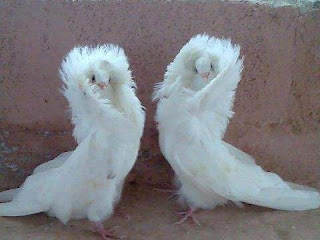 pigeon.image_.01a63f2bbe2474f52fed92d53ecac4a1
