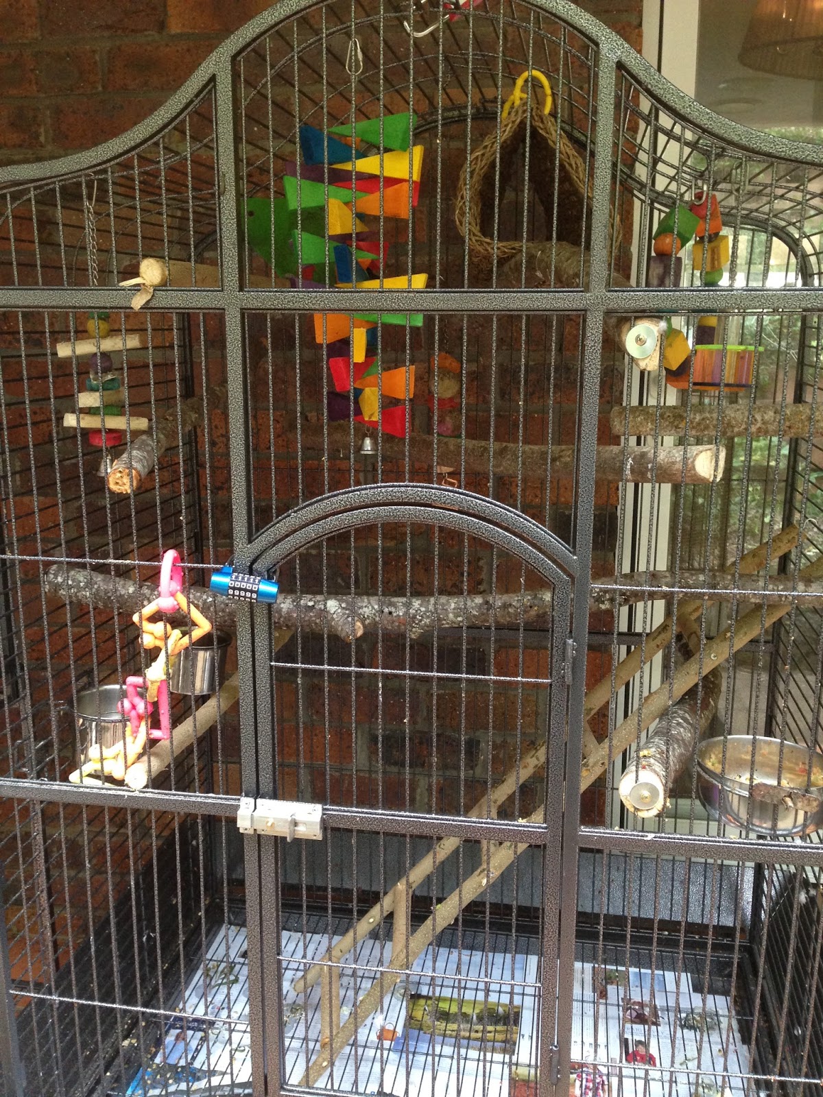 Eclectus Parrot Life Parrot Housing Cage Size and Type, Decoration