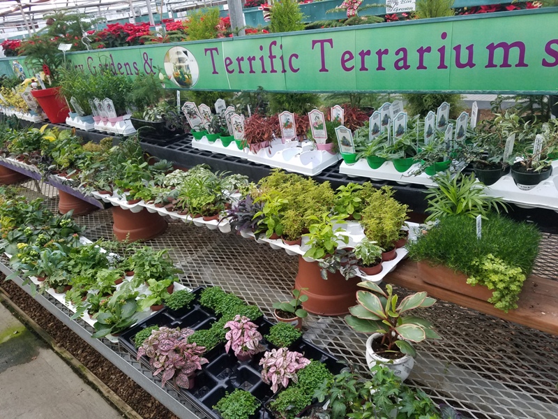 The Flower Bin: Creating a Miniature Garden