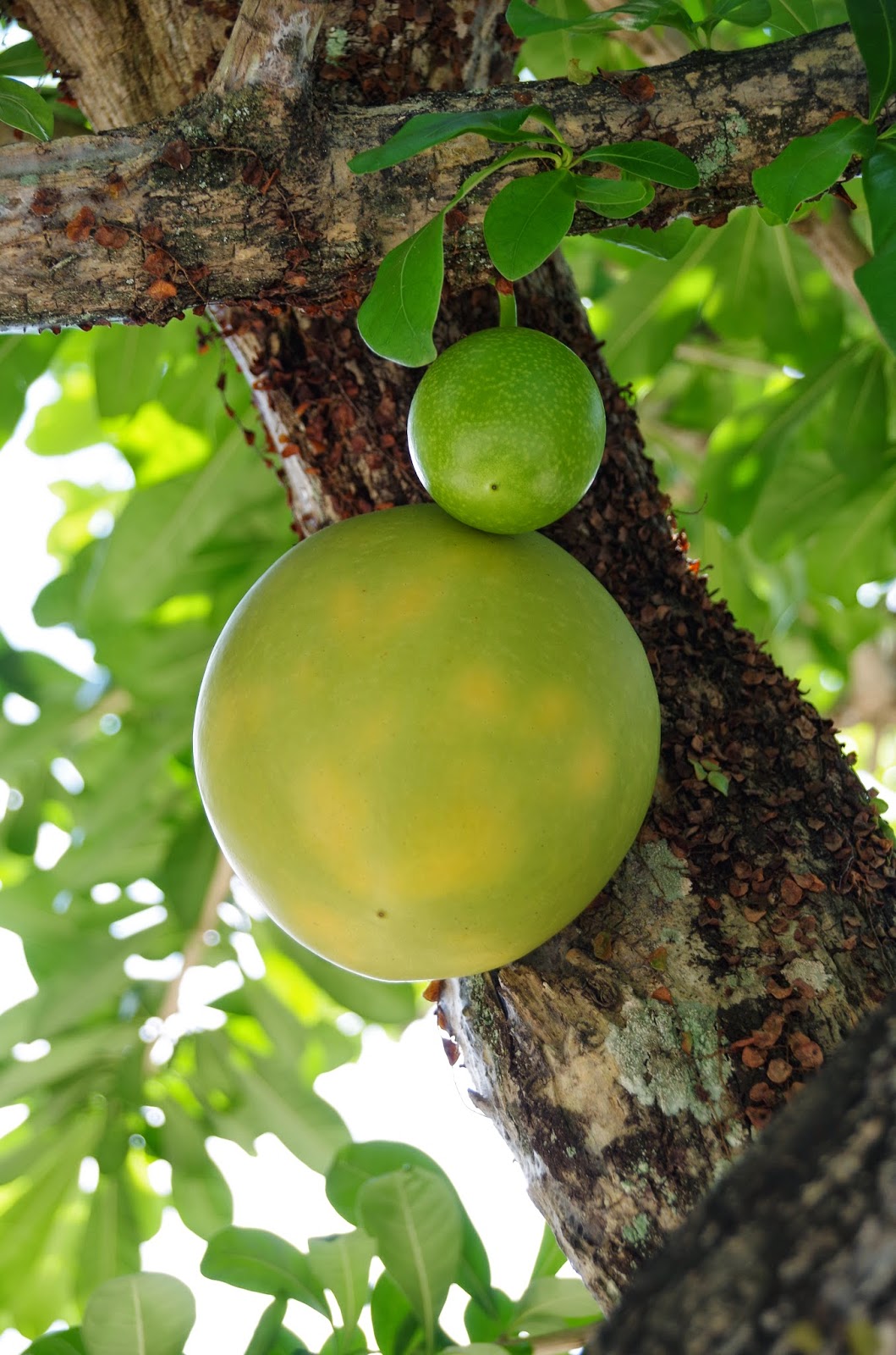 Trees and Plants Calabash Tree