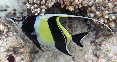 Zanclus Cornutus Zanclus Cornutus