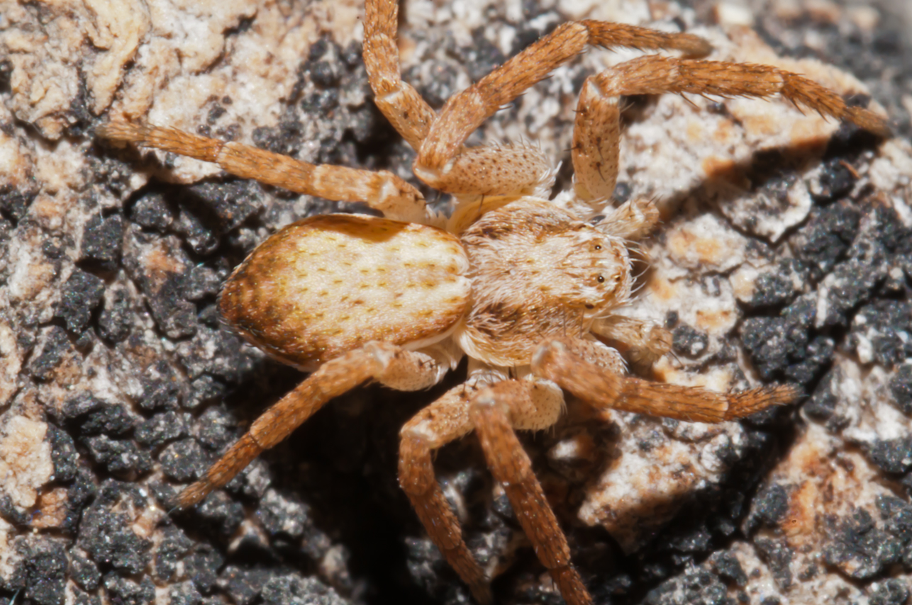 Bugs of Mackie Running Crab Spider Philodromus dispar