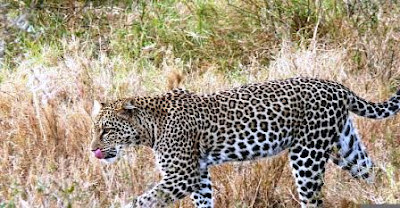 Panthera pardus nimr (Leopardo árabe)