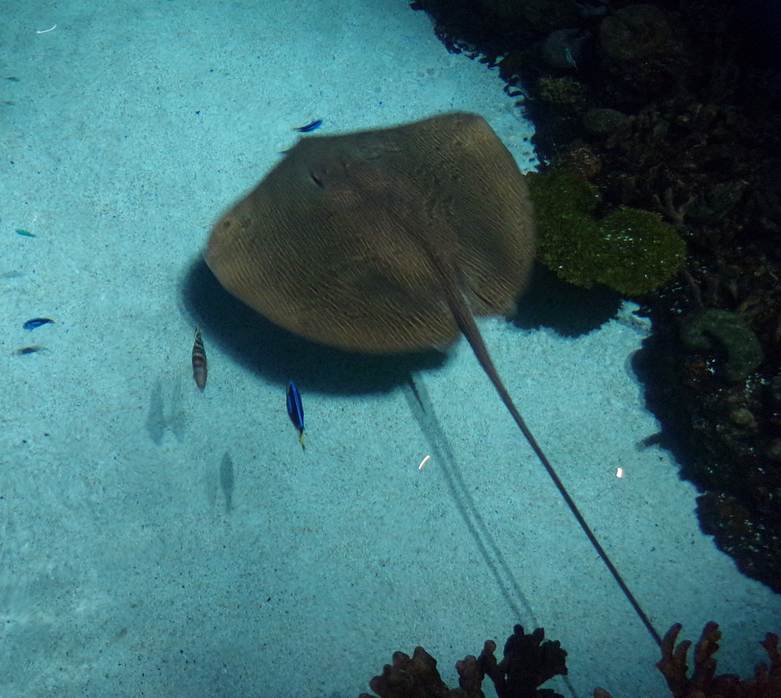 Randuwa II National Aquarium Blacktip Reef
