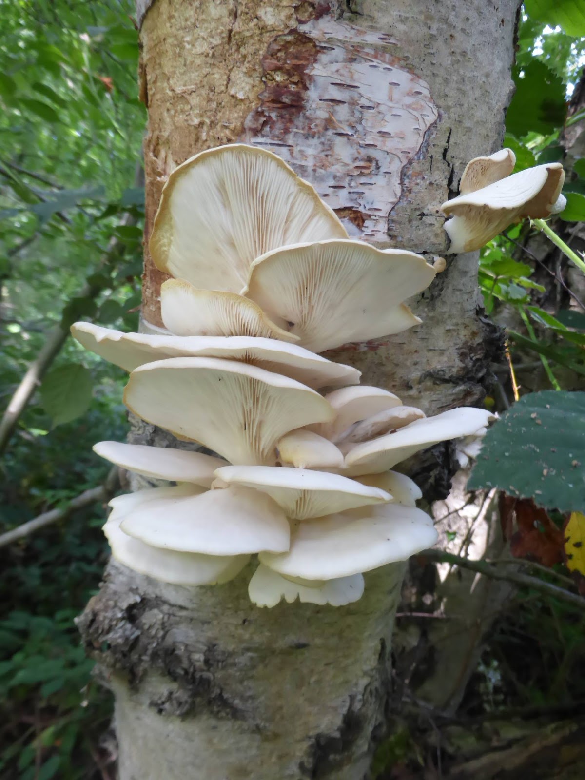 Misidentifying Fungi Summer Fungi at Burton & Chingford Ponds
