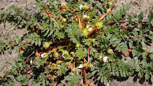 Hypseocharis pedicularifolia R. Knuth