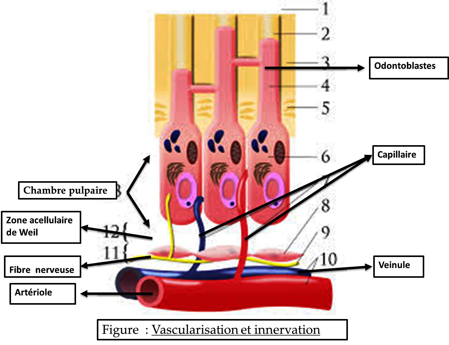 Histologie de la pulpe dentaire dentica club Histologie de la pulpe dentaire dentica club