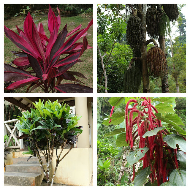 Colorful plants and herbs in the Durian Perangin waterfall area.