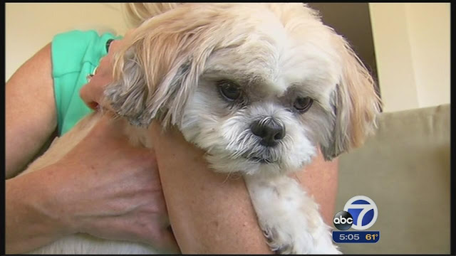 O que seu shih tzu pensa