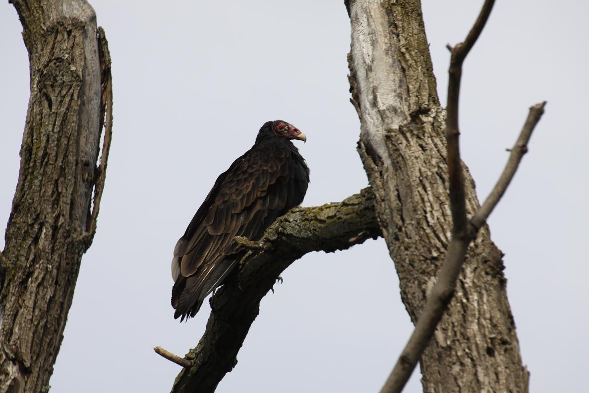 Michigan Exposures A Turkey Buzzard and Some Other Things