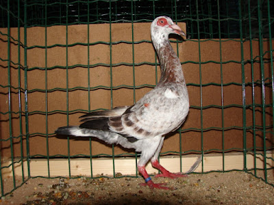 Französische  Bagdette - french pigeons breed