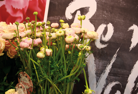 binedoro Blog, IPM ESSEN 2017, Internationale Pflanzenmesse, Blumen, Pflanzen, Sukkulenten, Urban Jungle binedoro Blog, IPM ESSEN 2017, Internationale Pflanzenmesse, Blumen, Pflanzen, Sukkulenten, Urban Jungle