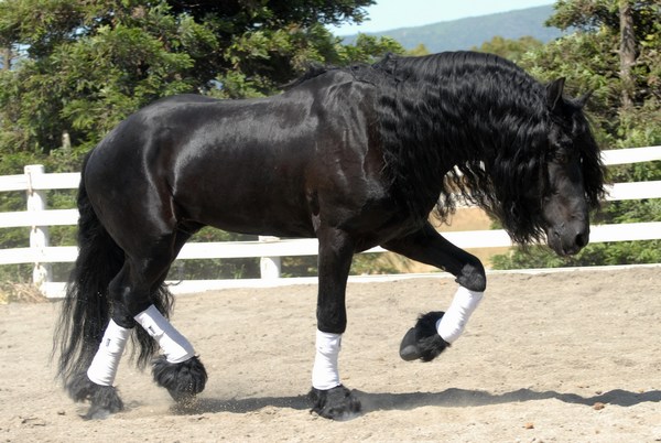 Black Horse Pictures for Android Mobile Download