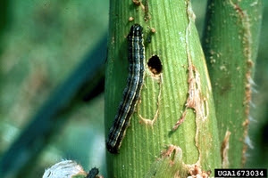 army worms maize disease pest nigeria