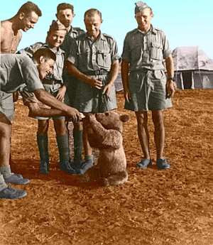 Wojtek as a cub doted upon by Polish soldiers
