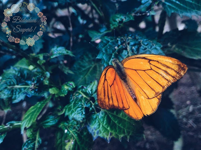 Butterfly Farm Cameron Highland | Jinaknya Rama-rama Kat Sini!