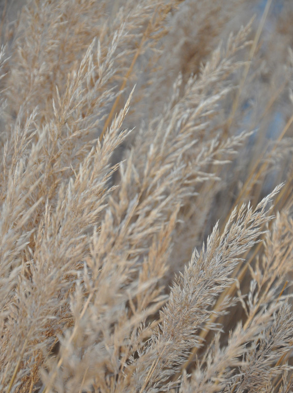 Three Dogs in a Garden Favourite Ornamental Grasses Part 1