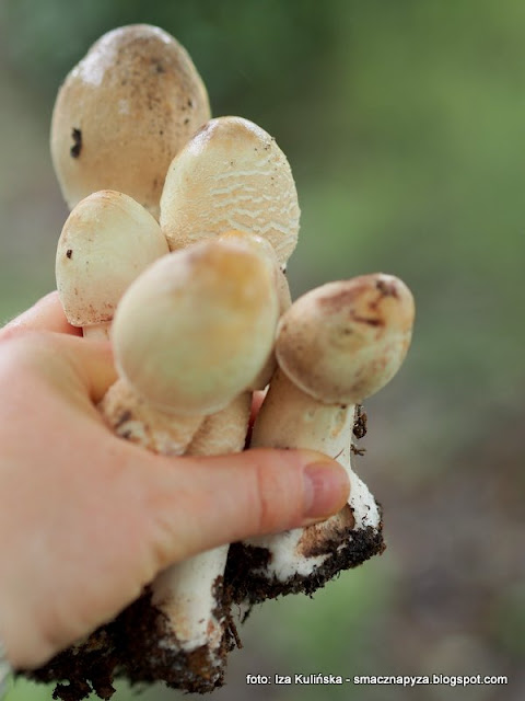 male-kanie czubajka kania, grzyby, grzybobranie, prosto z lasu, grzybki, kaniutki, palki, jaki to grzyb