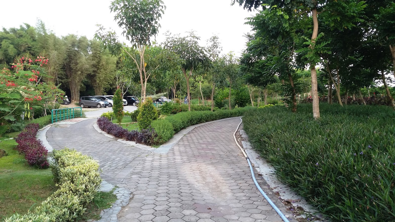 Wisata di  Surabaya  Taman Bunga  Sakura  Keputih Haya zone