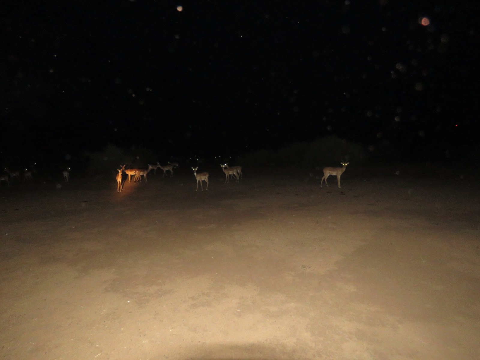 Bird & Travel Photos, Birding Sites, Bird Information IMPALA AT NIGHT, IMBABALA PRIVATE