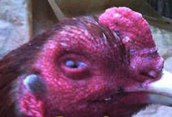Cara Alami Mengobati Mata Ayam Terkena Taji Atau Jalu Bangkokterbaik