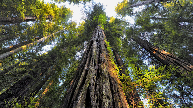 Trees in Sequoia National Park