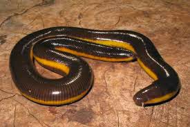 Limbless amphibians