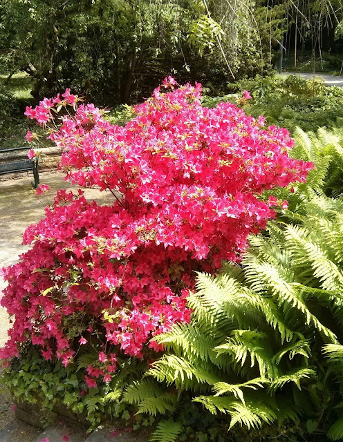 Azalee im Palmengarten