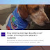 Pebiscito postale australiano. Ora gli omofobi attaccano pure i cani