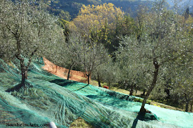 Terraced Land raccolta delle olive Harvest of the Olives Tuscany Setting out Nets