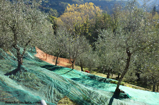 raccolta delle olive Harvest of the Olives Tuscany Setting out Nets Terraced Land Terraced Land raccolta delle olive Harvest of the Olives Tuscany Setting out Nets