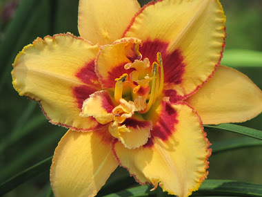 Yellow Daylily with Red Center