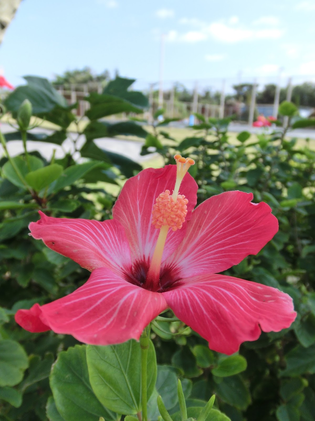 Fotos De Flores Tipicas De Puerto Rico