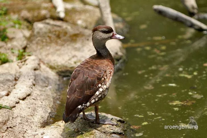 taman burung tmii jakarta