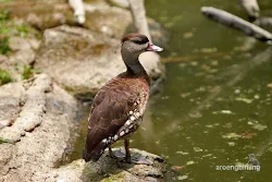 taman burung tmii jakarta