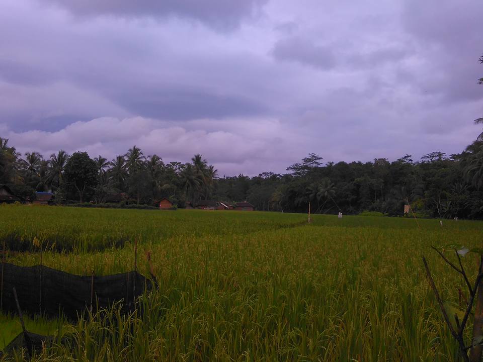 Desa Wisata Banyubiru