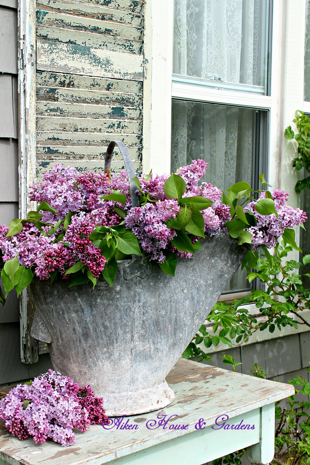 Buckets of Lilacs Home and Garden Information Center