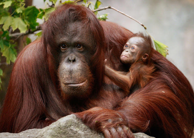 Orangutan The endangered orangutan found only in the rainforest of borneo and sunatra